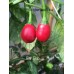 Ear Bob Pepper Seeds