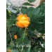 Starfish Yellow/Orange Pepper Seeds Starfish Yellow/Orange Pepper Seeds