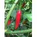 Peruvian Pointer Pepper Seeds