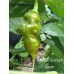 Trinidad Scorpion Green Pepper Seeds 