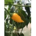 Baum Chilli Orange Pepper Seeds Baum Chilli Orange Pepper Seeds