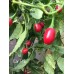 Ear Bob Pepper Seeds