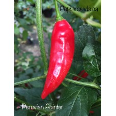 Peruvian Pointer Pepper Seeds