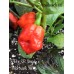 7-Pot SR Strain x Morovars Pepper Seeds
