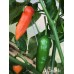 Aji Amarillo Pepper Seeds