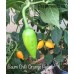 Baum Chilli Orange Pepper Seeds Baum Chilli Orange Pepper Seeds