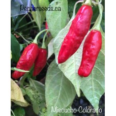 Miscucho Colorado Pepper Seeds Miscucho Colorado Pepper Seeds