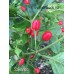 Salvatico Pepper Seeds