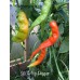 Sili A Top Pepper Seeds Sili A Top Pepper Seeds