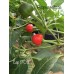 Cap 1705 Pepper Seeds 