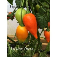 Peruviano Arancio Pepper Seeds Peruviano Arancio Pepper Seeds