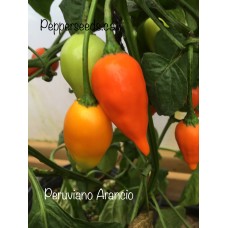 Peruviano Arancio Pepper Seeds