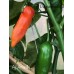 Aji Amarillo Pepper Seeds
