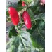 Baum Chilli Red Pepper Seeds 