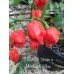 7-Pot SR Strain x Morovars Pepper Seeds