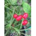 Salvatico Pepper Seeds