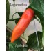 Aji Amarillo Pepper Seeds