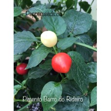 Pimento Barro do Rideiro Pepper Seeds