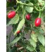 Ear Bob Pepper Seeds