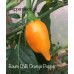 Baum Chilli Orange Pepper Seeds Baum Chilli Orange Pepper Seeds