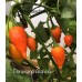 Peruviano Arancio Pepper Seeds