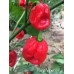 Naga Viper Pepper Seeds