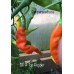 Sili A Top Pepper Seeds Sili A Top Pepper Seeds