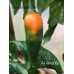 Aji Amarillo Pepper Seeds