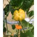Starfish Yellow/Orange Pepper Seeds Starfish Yellow/Orange Pepper Seeds