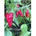 Miscucho Colorado Pepper Seeds Miscucho Colorado Pepper Seeds