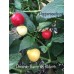Pimento Barro do Rideiro Pepper Seeds Pimento Barro do Rideiro Pepper Seeds
