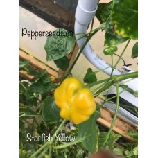 Starfish Yellow/Orange Pepper Seeds 