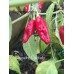 Miscucho Colorado Pepper Seeds Miscucho Colorado Pepper Seeds