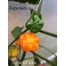 Starfish Yellow/Orange Pepper Seeds Starfish Yellow/Orange Pepper Seeds