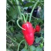 Cap 1428 Pepper Seeds