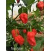 Naga Viper Pepper Seeds