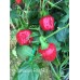 Jamacian Red Hot Pepper Seeds