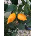 Baum Chilli Orange Pepper Seeds Baum Chilli Orange Pepper Seeds