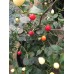 Pimento Barro do Rideiro Pepper Seeds Pimento Barro do Rideiro Pepper Seeds