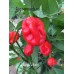 Naga Viper Pepper Seeds