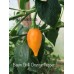 Baum Chilli Orange Pepper Seeds Baum Chilli Orange Pepper Seeds