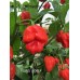Naga Viper Pepper Seeds