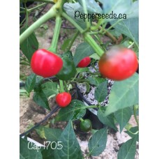 Cap 1705 Pepper Seeds 