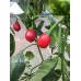 Ear Bob Pepper Seeds