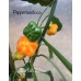 Starfish Yellow/Orange Pepper Seeds Starfish Yellow/Orange Pepper Seeds