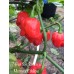7-Pot SR Strain x Morovars Pepper Seeds