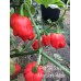 7-Pot SR Strain x Morovars Pepper Seeds