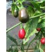 Ear Bob Pepper Seeds