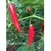Peruvian Pointer Pepper Seeds