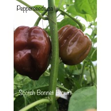 Scotch Bonnet Brown Pepper Seeds